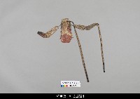 藏品(中國湖北皮影戲偶身-上半身)的圖片